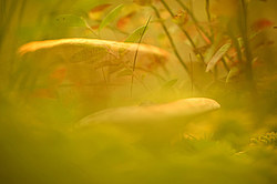 ������ ����, �������������� ���������� ���, �����������