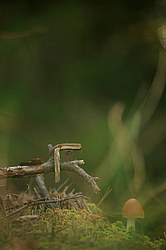 ������ ����, �������������� ���������� ���, �����������