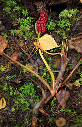 ������ ����, �������������� ���������� ���, �����������