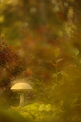 ������ ����, �������������� ���������� ���, �����������