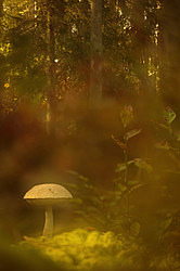 ������ ����, �������������� ���������� ���, �����������