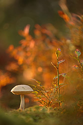 ������ ����, �������������� ���������� ���, �����������