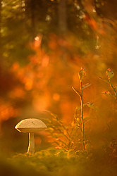 ������ ����, �������������� ���������� ���, �����������