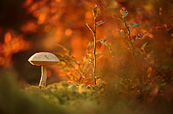 ������ ����, �������������� ���������� ���, �����������