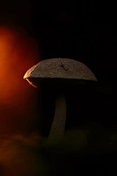 ������ ����, �������������� ���������� ���, �����������