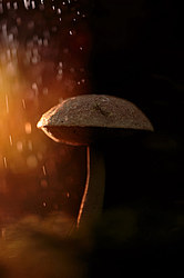 ������ ����, �������������� ���������� ���, �����������