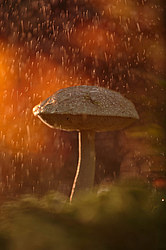 ������ ����, �������������� ���������� ���, �����������