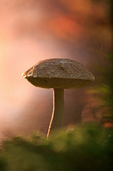 ������ ����, �������������� ���������� ���, �����������