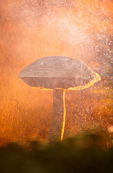 ������ ����, �������������� ���������� ���, �����������