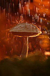 ������ ����, �������������� ���������� ���, �����������