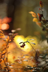 ������ ����, �������������� ���������� ���, �����������