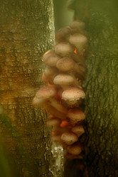 ������ ����, �������������� ���������� ���, �����������