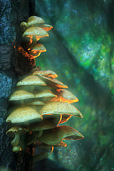 ������ ����, �������������� ���������� ���, �����������