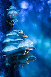 ������ ����, �������������� ���������� ���, �����������