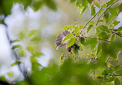 �������� (Turdus pilaris) �������, ��������, ������