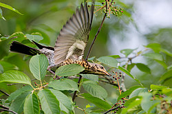 �������� (Turdus pilaris) �������, ��������, ������