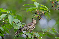 �������� (Turdus pilaris) �������, ��������, ������
