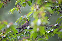 �������� (Turdus pilaris) �������, ��������, ������