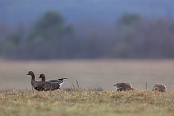 ��������� ���� (Anser albifrons) ����� ���� ����, ����������� �������, ������