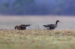 ��������� ���� (Anser albifrons) ����� ���� ����, ����������� �������, ������