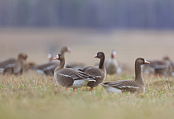 ��������� ���� (Anser albifrons) ����� ���� ����, ����������� �������, ������