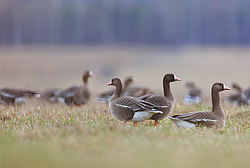 ��������� ���� (Anser albifrons) ����� ���� ����, ����������� �������, ������