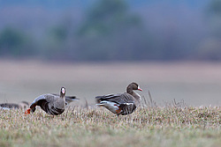 ��������� ���� (Anser albifrons) ����� ���� ����, ����������� �������, ������