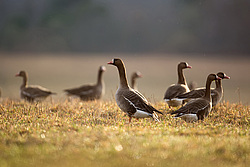 ��������� ���� (Anser albifrons) ����� ���� ����, ����������� �������, ������