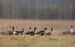 ��������� ���� (Anser albifrons) ����� ���� ����, ����������� �������, ������