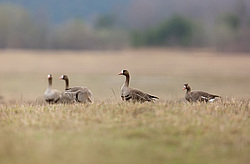 ��������� ���� (Anser albifrons) ����� ���� ����, ����������� �������, ������