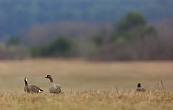 ��������� ���� (Anser albifrons) ����� ���� ����, ����������� �������, ������