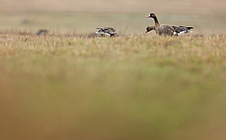 ��������� ���� (Anser albifrons) ����� ���� ����, ����������� �������, ������