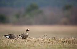 ��������� ���� (Anser albifrons) ����� ���� ����, ����������� �������, ������