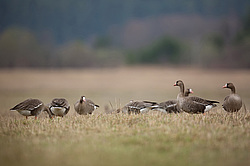 ��������� ���� (Anser albifrons) ����� ���� ����, ����������� �������, ������