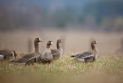��������� ���� (Anser albifrons) ����� ���� ����, ����������� �������, ������