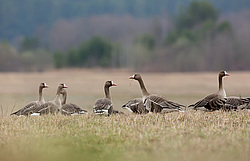 ��������� ���� (Anser albifrons) ����� ���� ����, ����������� �������, ������
