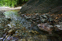 ����������� ��������, ���� �����������, ����������� ������, ������������� ����, ������