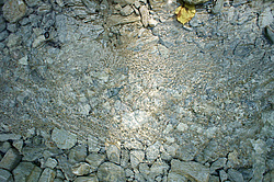 ����������� ��������, ���� �����������, ����������� ������, ������������� ����, ������