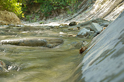 ����������� ��������, ���� �����������, ����������� ������, ������������� ����, ������