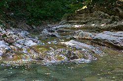 ����������� ��������, ���� �����������, ����������� ������, ������������� ����, ������