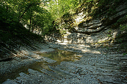 ����������� ��������, ���� �����������, ����������� ������, ������������� ����, ������