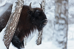 ���� (Bison bonasus) ������������ ���� ����, ��������� �������, ������