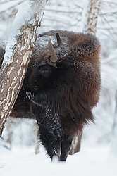 ���� (Bison bonasus) ������������ ���� ����, ��������� �������, ������
