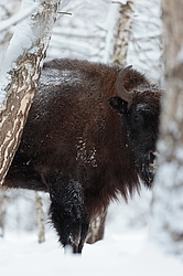 ���� (Bison bonasus) ������������ ���� ����, ��������� �������, ������