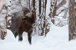 ���� (Bison bonasus) ������������ ���� ����, ��������� �������, ������