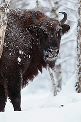���� (Bison bonasus) ������������ ���� ����, ��������� �������, ������