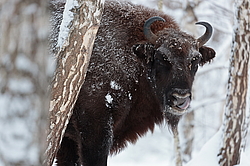 ���� (Bison bonasus) ������������ ���� ����, ��������� �������, ������