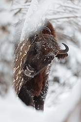 ���� (Bison bonasus) ������������ ���� ����, ��������� �������, ������