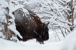 ���� (Bison bonasus) ������������ ���� ����, ��������� �������, ������