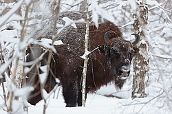 ���� (Bison bonasus) ������������ ���� ����, ��������� �������, ������